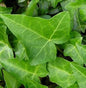  10x Efeu Heron 10-15cm - Hedera Helix
