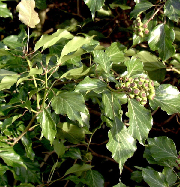  Strauch Efeu 25-30cm - Hedera Helix Arborescens