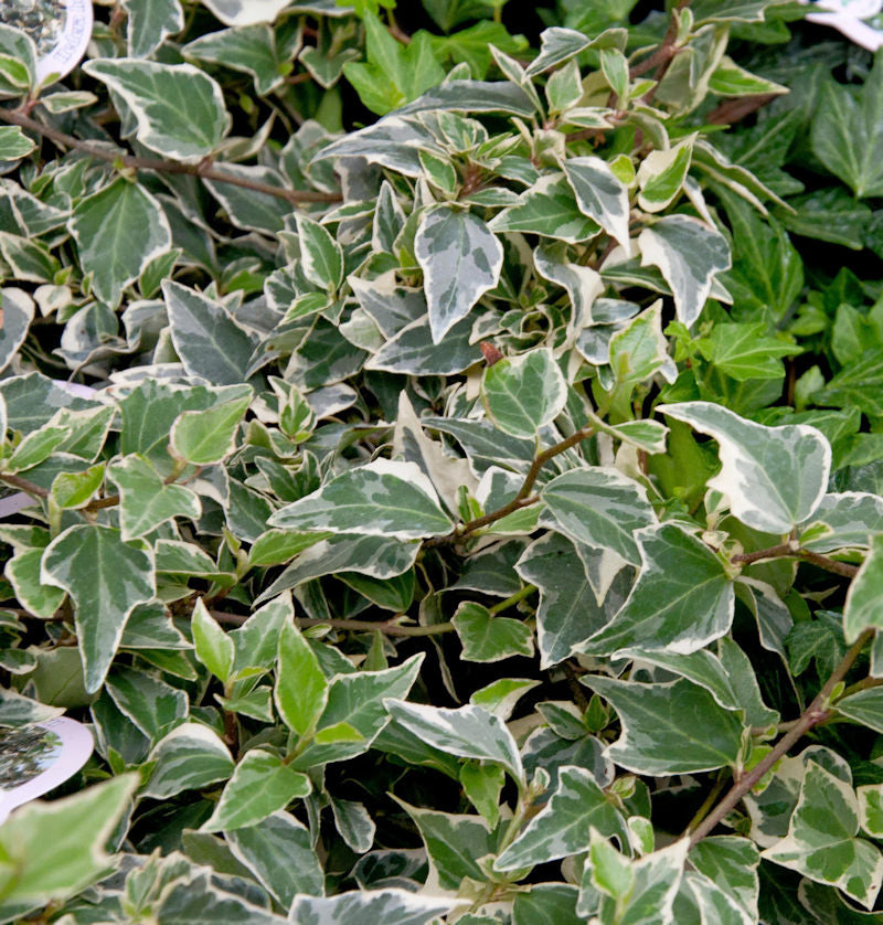  Efeu Goldchild 60-80cm - Hedera Helix