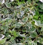  Efeu Goldchild 60-80cm - Hedera Helix