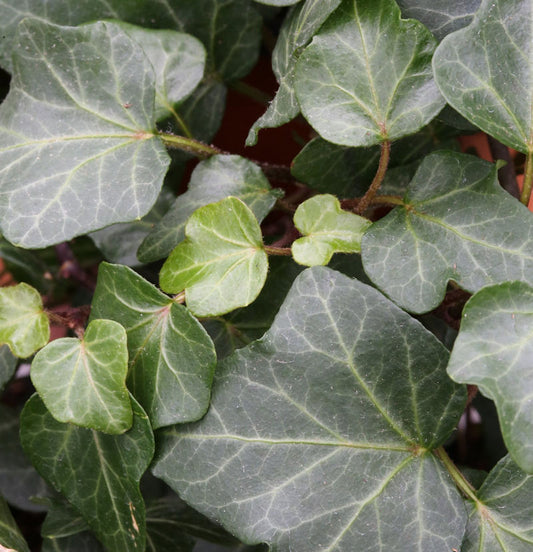  10x Efeu Plattensee 15-20cm - Hedera Helix