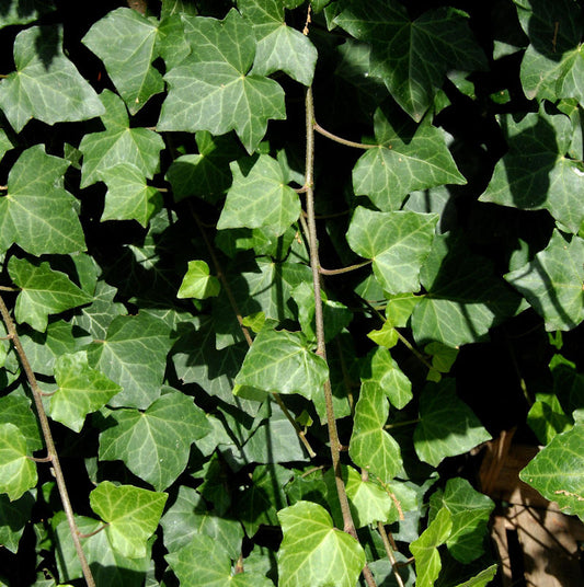  10x Großblättriger Irischer Efeu 10-15cm - Hedera Helix Hibernica
