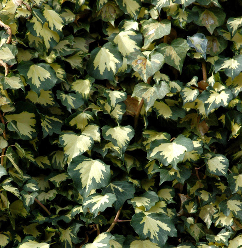  Gelbbunter Efeu Goldheart 60-80cm - Hedera Helix