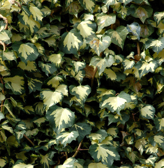 Gelbbunter Efeu Goldheart 60-80cm - Hedera Helix