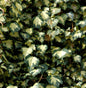  Gelbbunter Efeu Goldheart 60-80cm - Hedera Helix