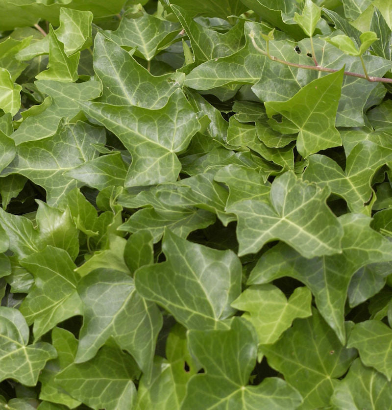  Gemeiner Efeu 100-125cm - Hedera Helix