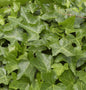  Gemeiner Efeu 20-30cm - Hedera Helix