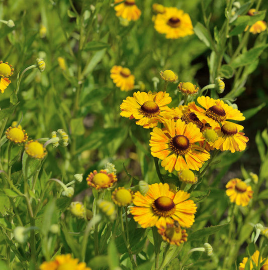 Sonnenbraut Fancy Fan - Helenium Cultorum