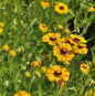  Sonnenbraut Fancy Fan - Helenium Cultorum
