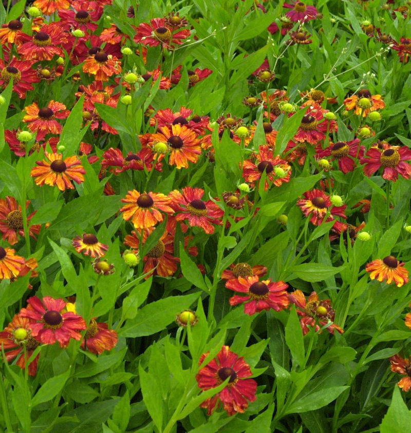  Sonnenbraut Baudirektor Linne - Helenium