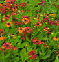  Sonnenbraut Baudirektor Linne - Helenium