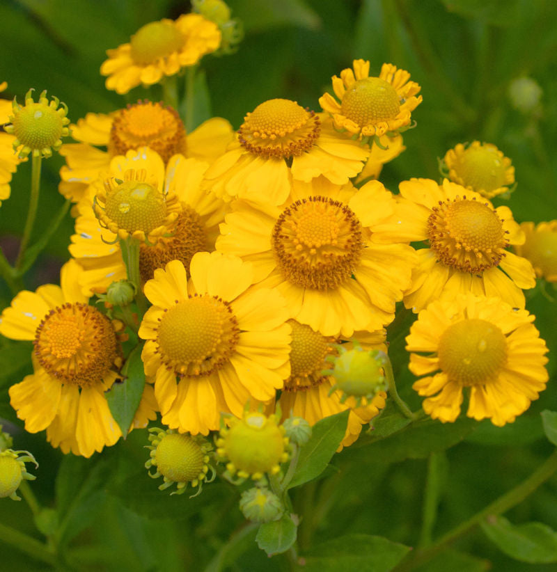  Sonnenbraut Kanaria - Helenium Cultorum
