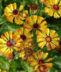  Sonnenbraut Rauchtopas - Helenium