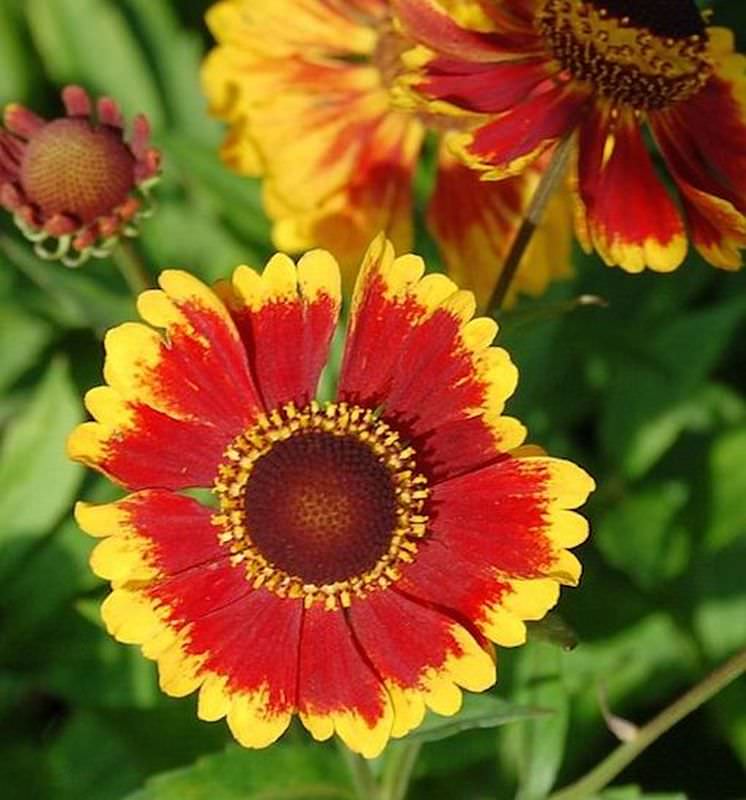  Sonnenbraut Biedermeier - Helenium Cultorum