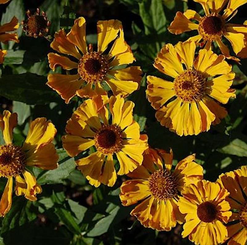  Sonnenbraut Feuersiegel - Helenium Cultorum