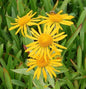  Sonnenbraut - Helenium Hoopesii