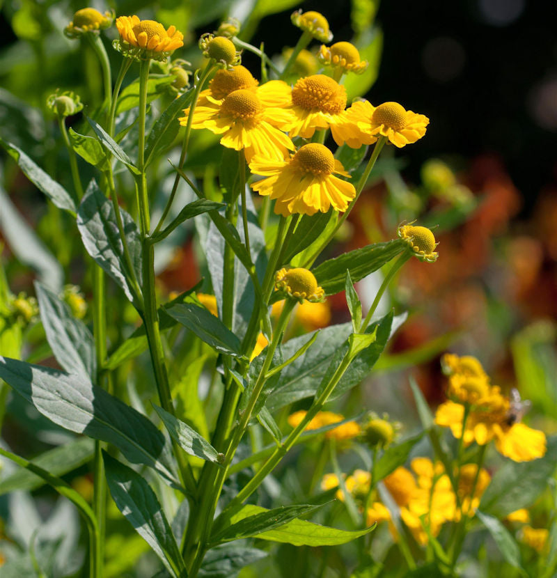  Sonnenbraut Kugelsonne - Helenium