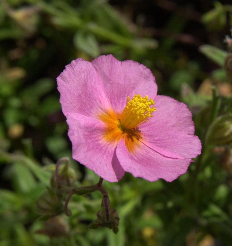  Sonnenröschen Lawrensons Pink - Helianthemum