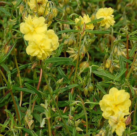  Sonnenröschen Gelbe Perle - Helianthemum