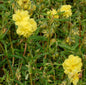  Sonnenröschen Gelbe Perle - Helianthemum