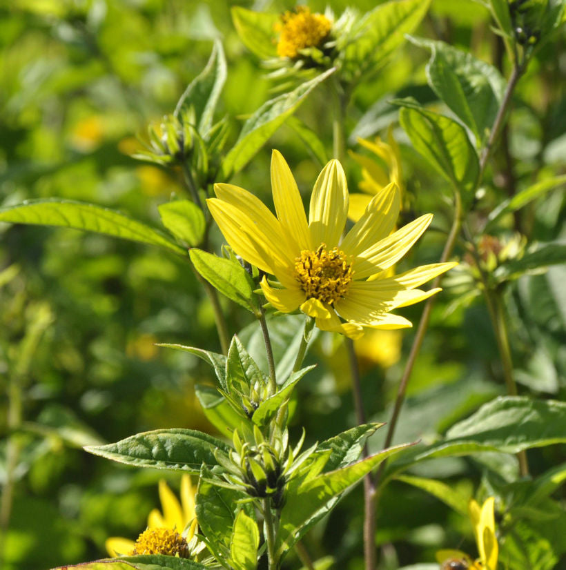  Zitronengelbe Stauden Sonnenblume - Großer Topf - Helianthus Microcephalus