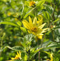  Zitronengelbe Stauden Sonnenblume - Großer Topf - Helianthus Microcephalus