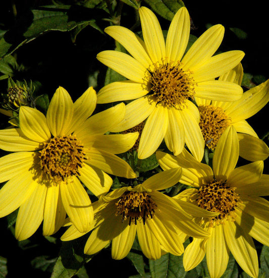  Stauden Sonnenblume Giganteus - Helianthus Atrorubens