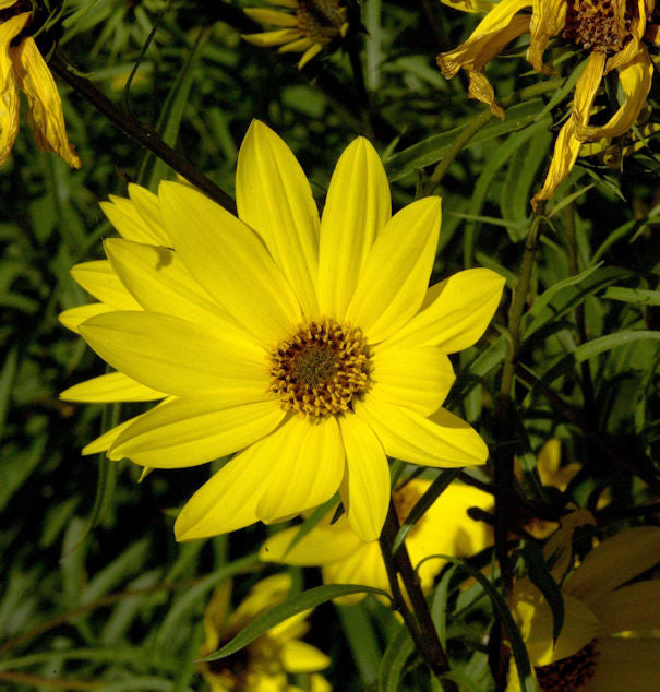  Große Weidenblättrige Sonnenblume - Helianthus Orgyalis