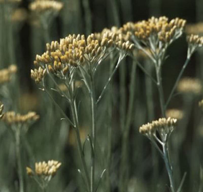  Strohblume Dwarf - Currystrauch - Helichrysum Italicum
