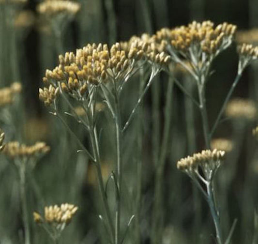  Strohblume Dwarf - Currystrauch - Helichrysum Italicum