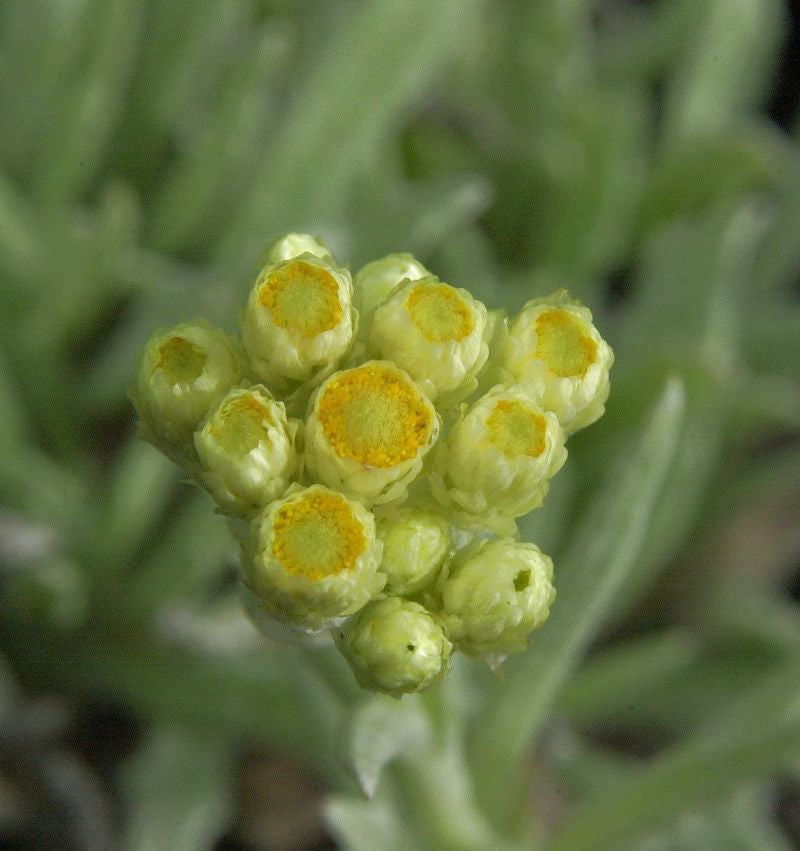  Garten Strohblume Schwefellicht - Helichrysum Thianshanicum