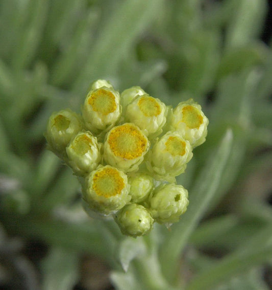 Garten Strohblume Schwefellicht - Helichrysum Thianshanicum