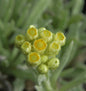  Garten Strohblume Schwefellicht - Helichrysum Thianshanicum