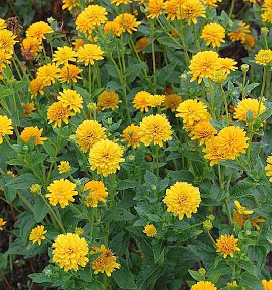  Sonnenauge Asahi - Heliopsis Scabra