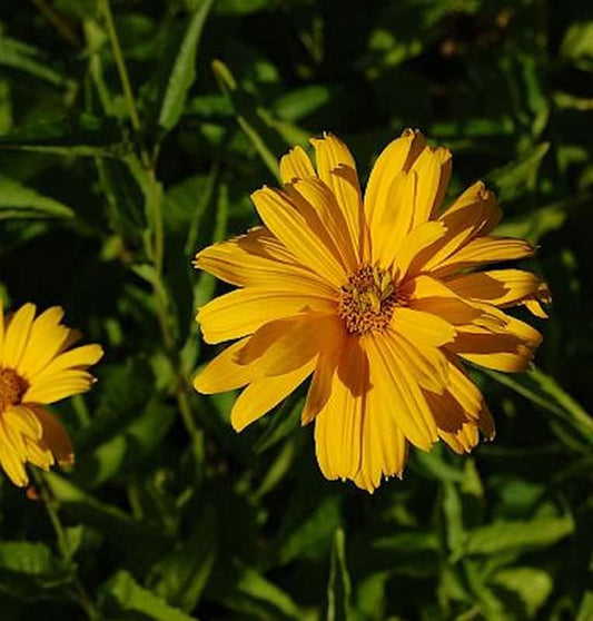  Sonnenauge Sommersonne - Heliopsis Scabra