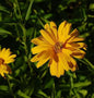  Sonnenauge Sommersonne - Heliopsis Scabra
