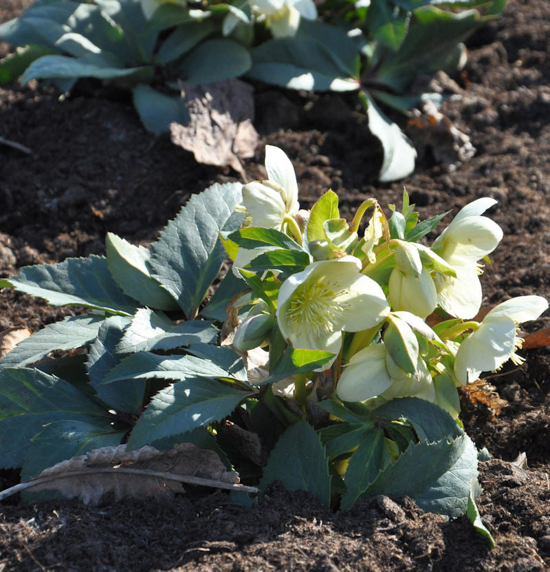  Christrose Lenzrose Double Ellen White - Helleborus Orientalis