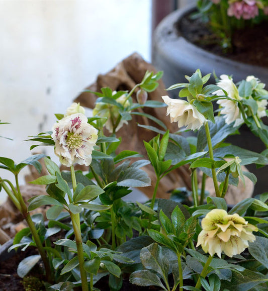  Christrose Double White - Helleborus Orientalis