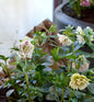  Christrose Double White - Helleborus Orientalis
