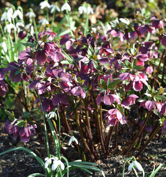  Christrose Pretty Ellen Red - Helleborus Orientalis