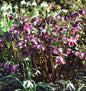  Christrose Pretty Ellen Red - Helleborus Orientalis