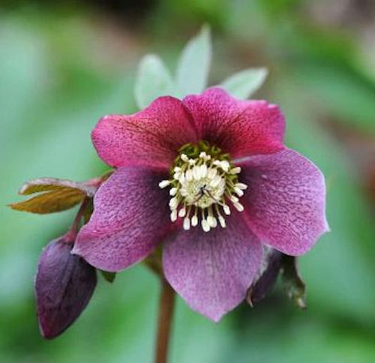  Christrose Lenzrose Red Lady - Helleborus Orientalis