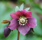  Christrose Lenzrose Red Lady - Helleborus Orientalis