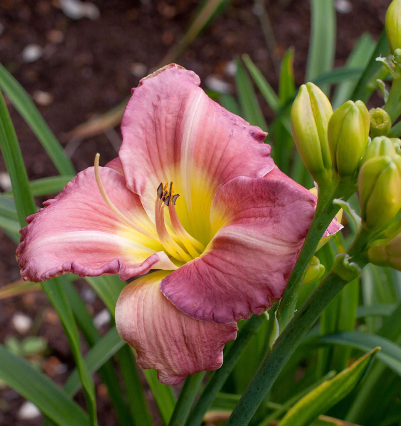  Taglilie Blue Sheen - Hemerocallis
