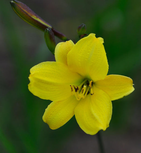  Taglilie Corky - Hemerocallis Cultorum
