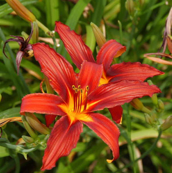  Taglilie Crimson Pirate - Hemerocallis