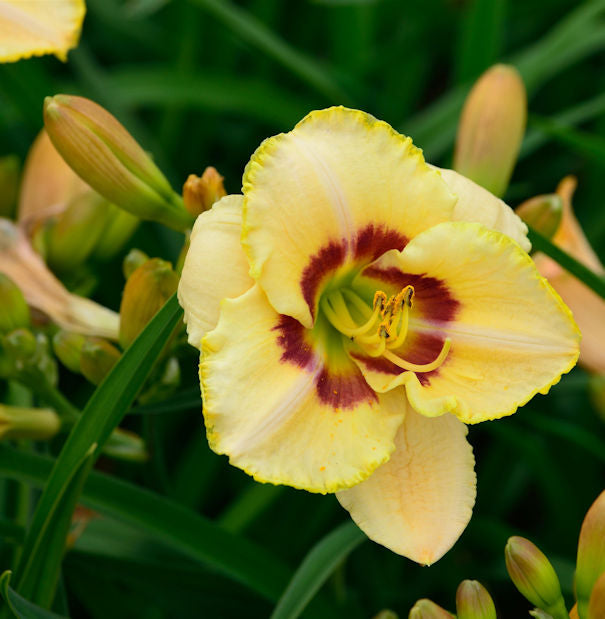  Taglilie Custard Candy - Hemerocallis Cultorum