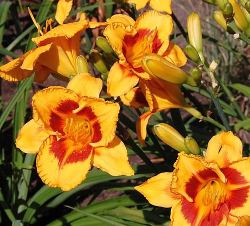  Taglilie Fooled Me - Hemerocallis