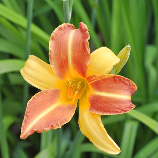  Taglilie Frans Hals - Großer Topf - Hemerocallis Cultorum