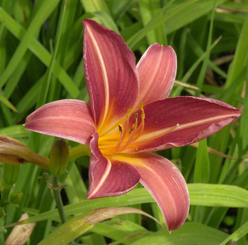  Taglilie Frances Fay - Hemerocallis